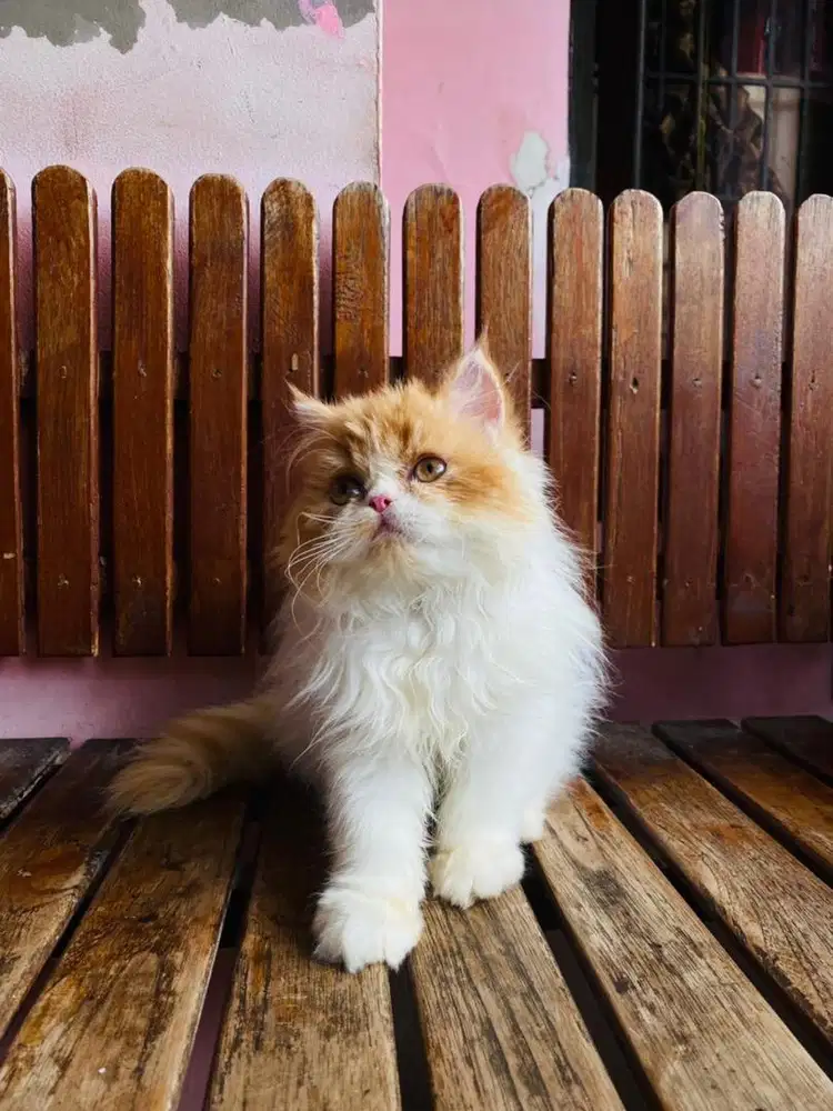 kitten persian longhair bulu kapas