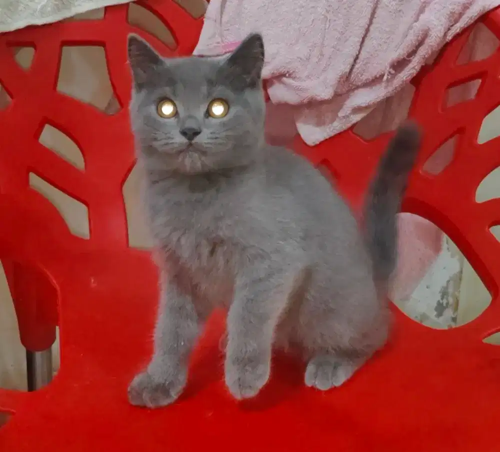 British Shorthair
