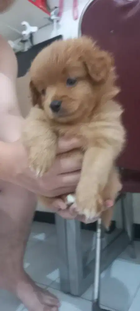 Anak anjing poodle mix super mini pom