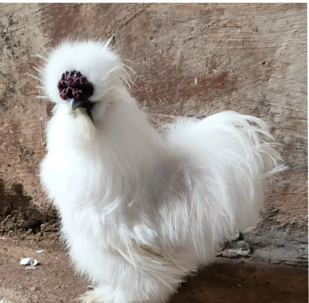 Sepasang Ayam hias american silky remaja