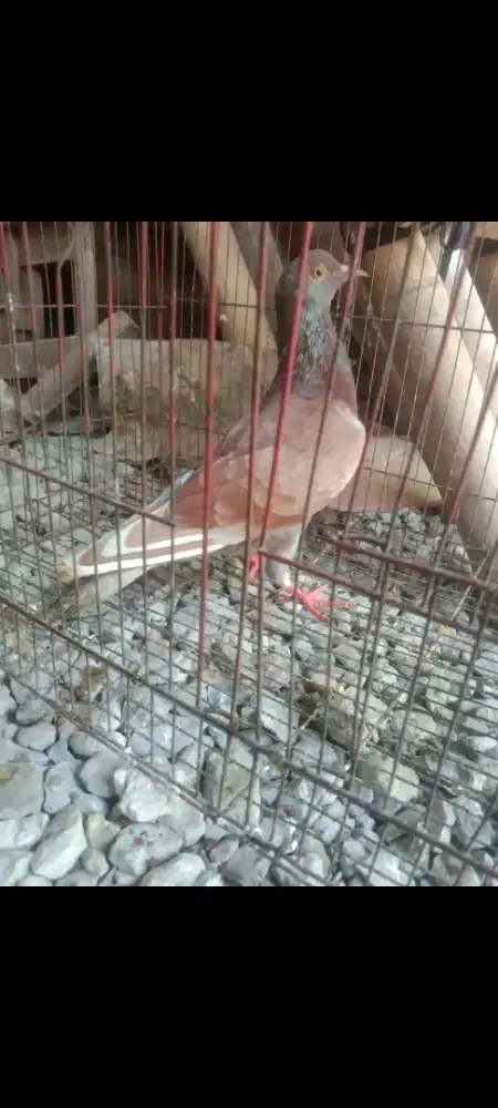 Burung dara cewe cantikkk mau fakum