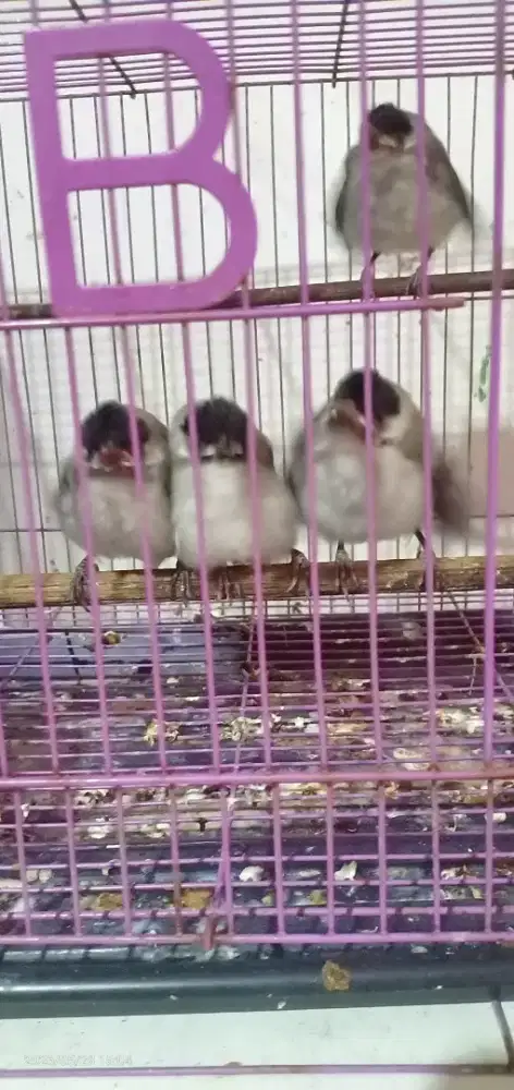 lolohan cangkurikeng