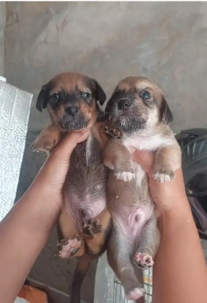 Puppy tekel/dachshund silangan