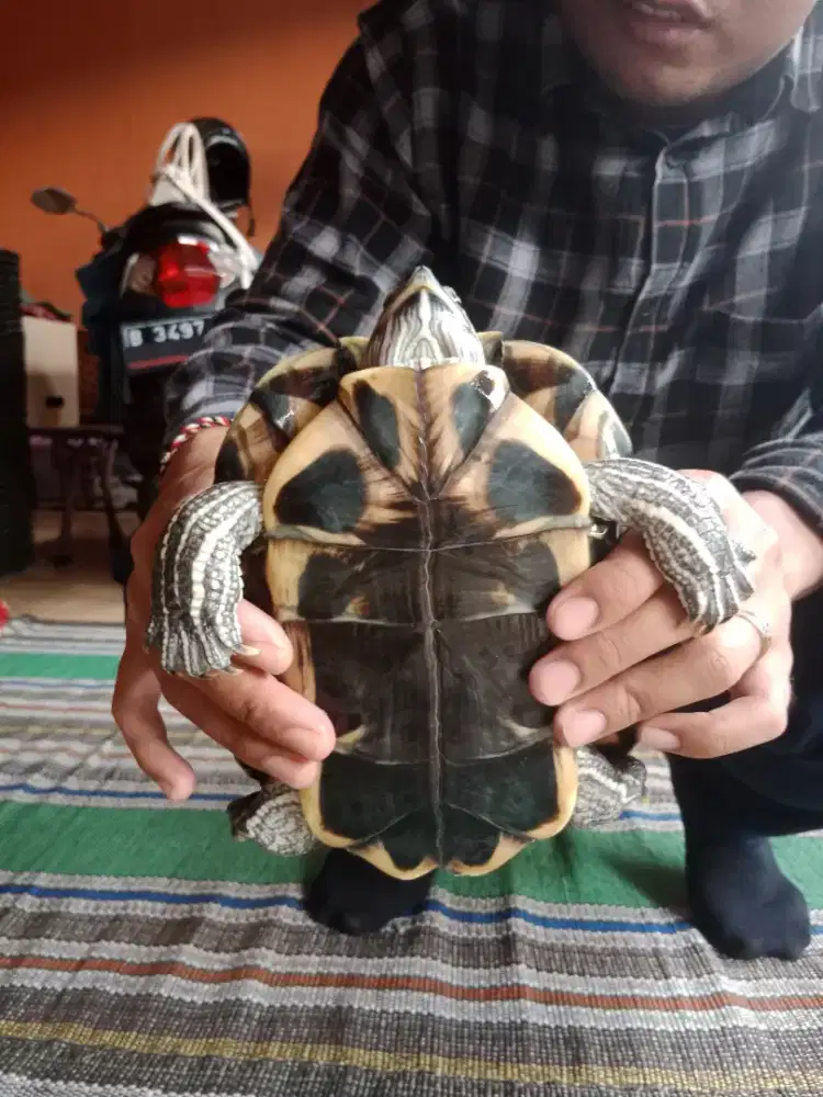 Dijual kura kura sepasang jantan dan betina