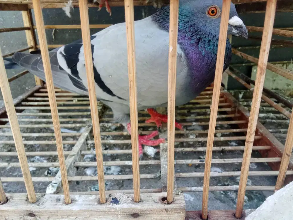 Burung dara POS warna Megan