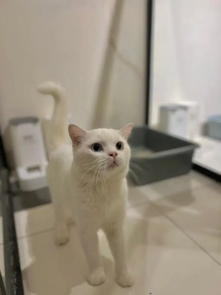 Kucing british shorthair pejantan odd eye