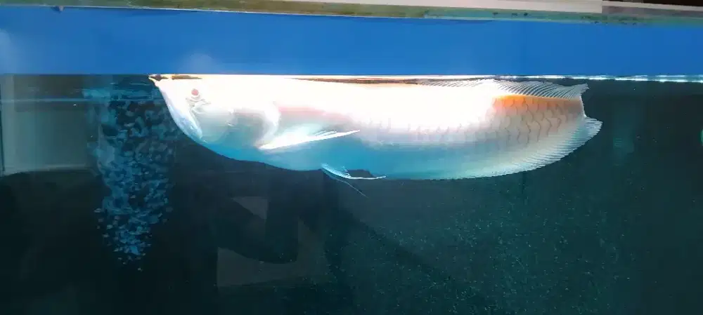 Arwana Silver Albino