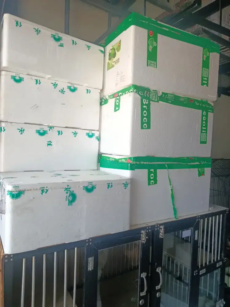 Styrofom Box bekas untuk packing ikan