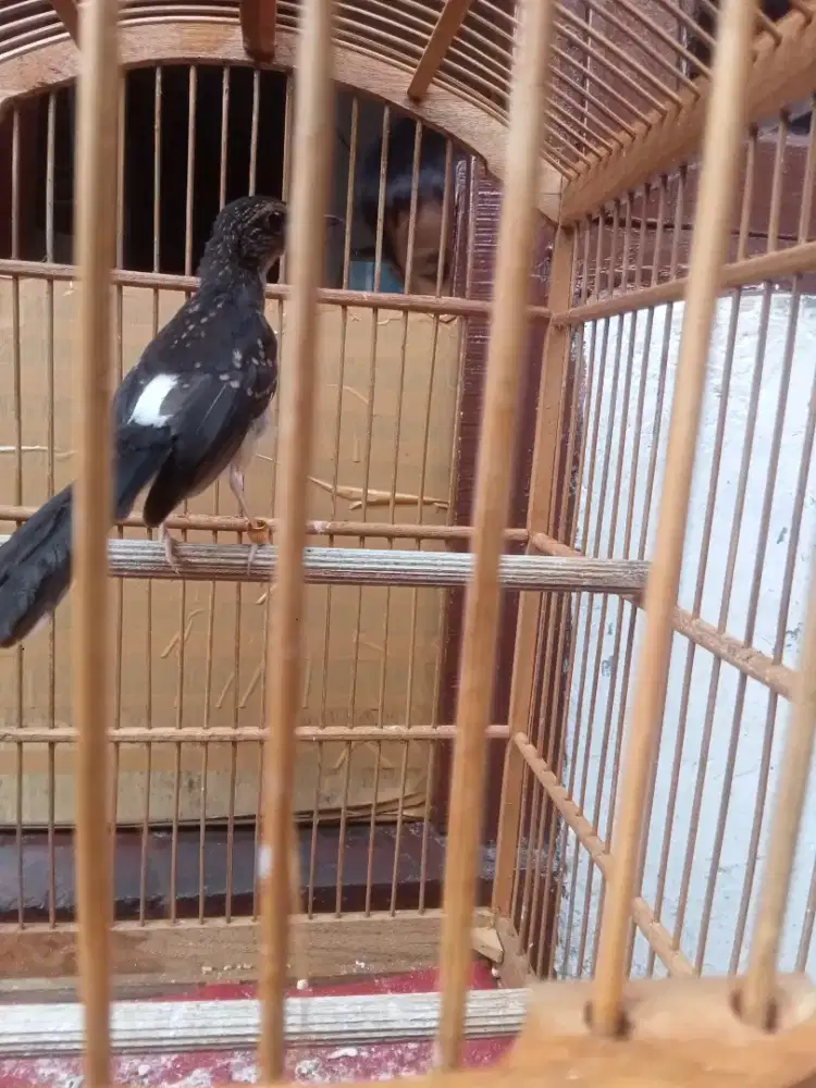 Burung murai trotol jaminan 100% jantan tulen purtot TT bt kačer mapan