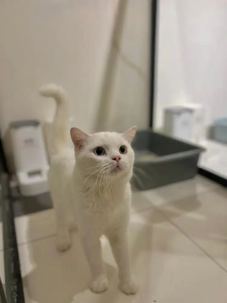 Kucing britih shorthair pejantan odd eye