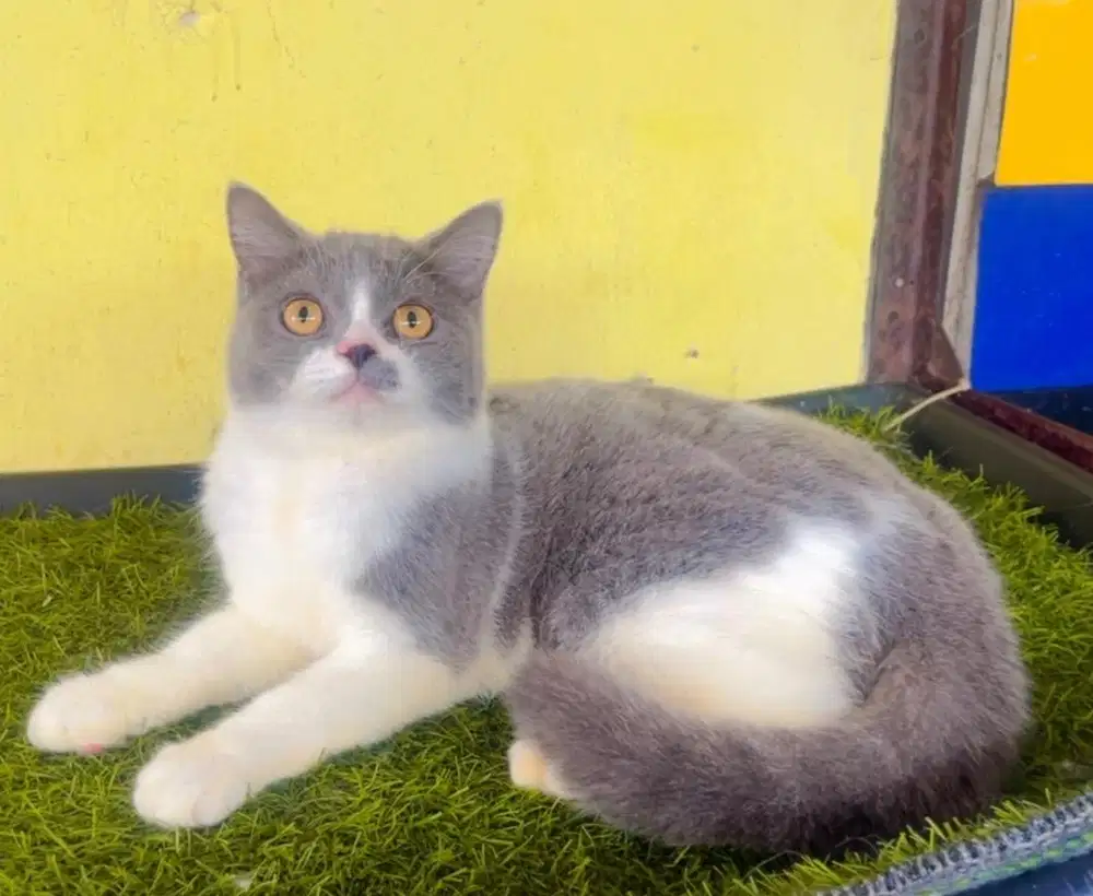 Kucing ras bsh pure no mix persia