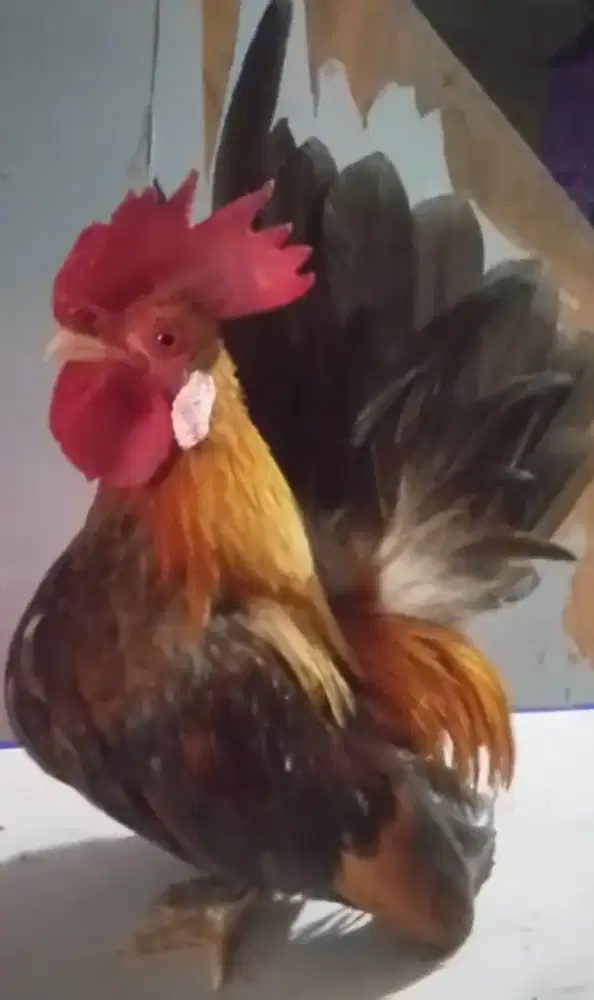 Sepasang ayam kate mini