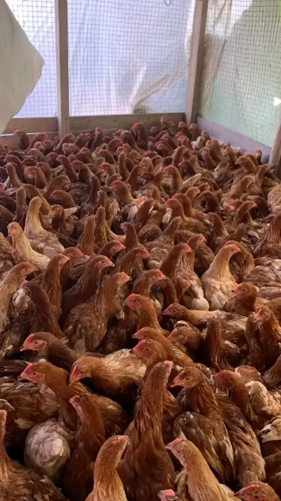 Ayam petelur siap produksi