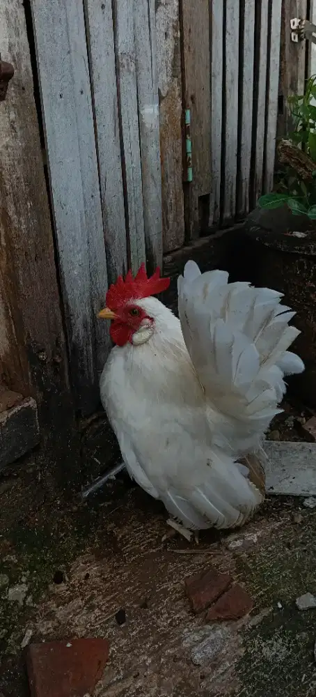 Ayam Serama putih