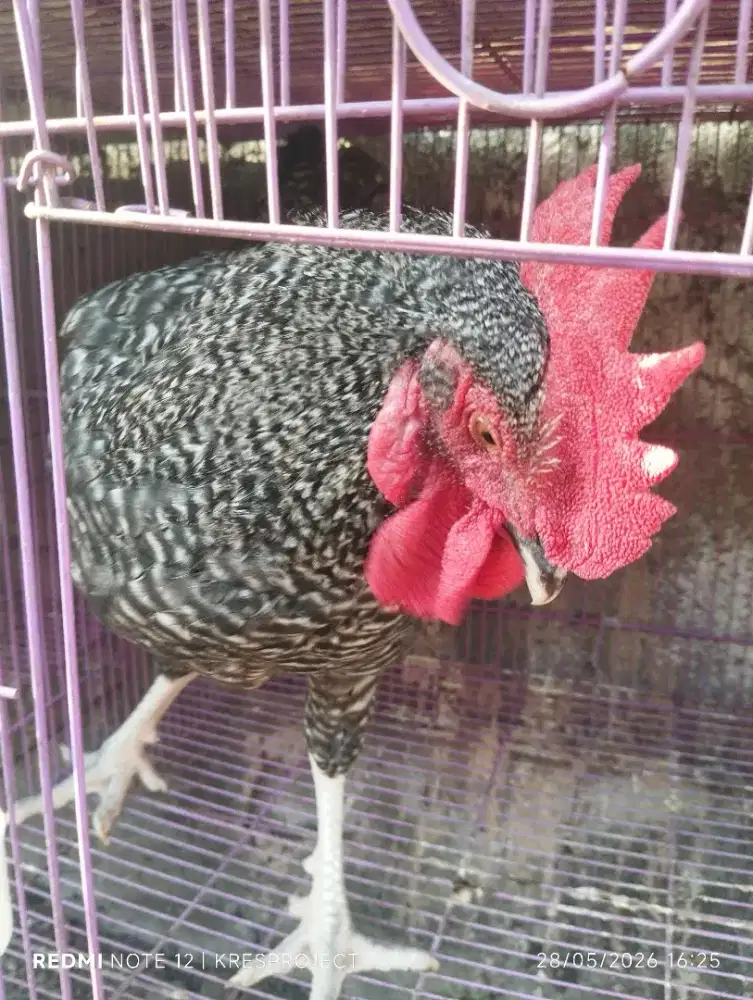 Ayam 1 pasang kuntara 4