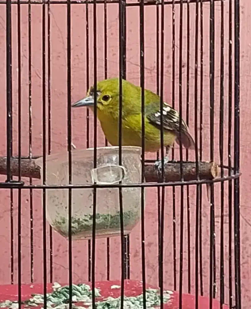 Burung cipow/cipoh/sirtu jantan + kandang
