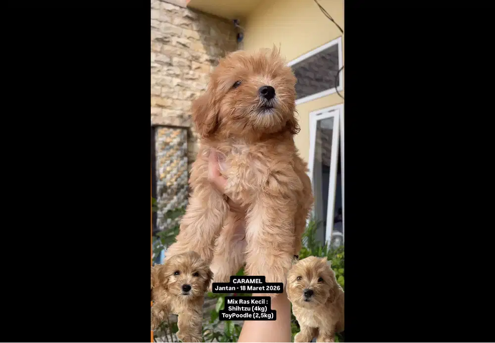anjing ras kecil shihtzu mix poodle