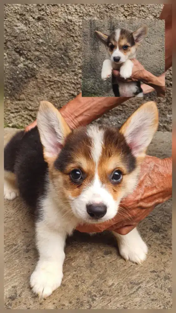 DIJUAL PUPPY CORGI JANTAN