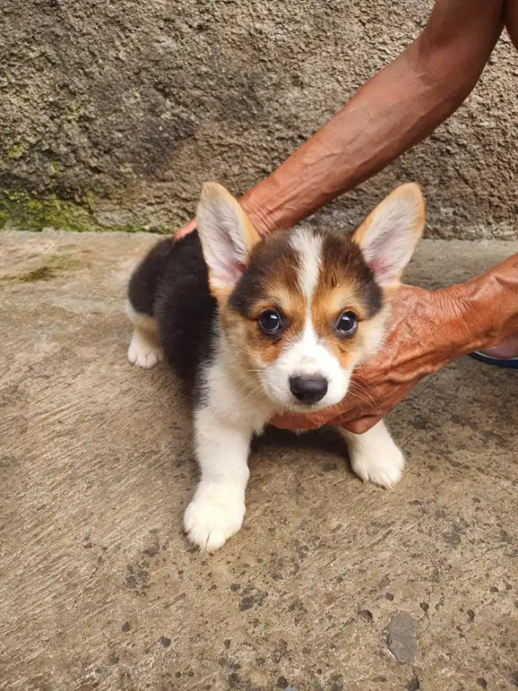 DIJUAL PUPPY CORGI JANTAN