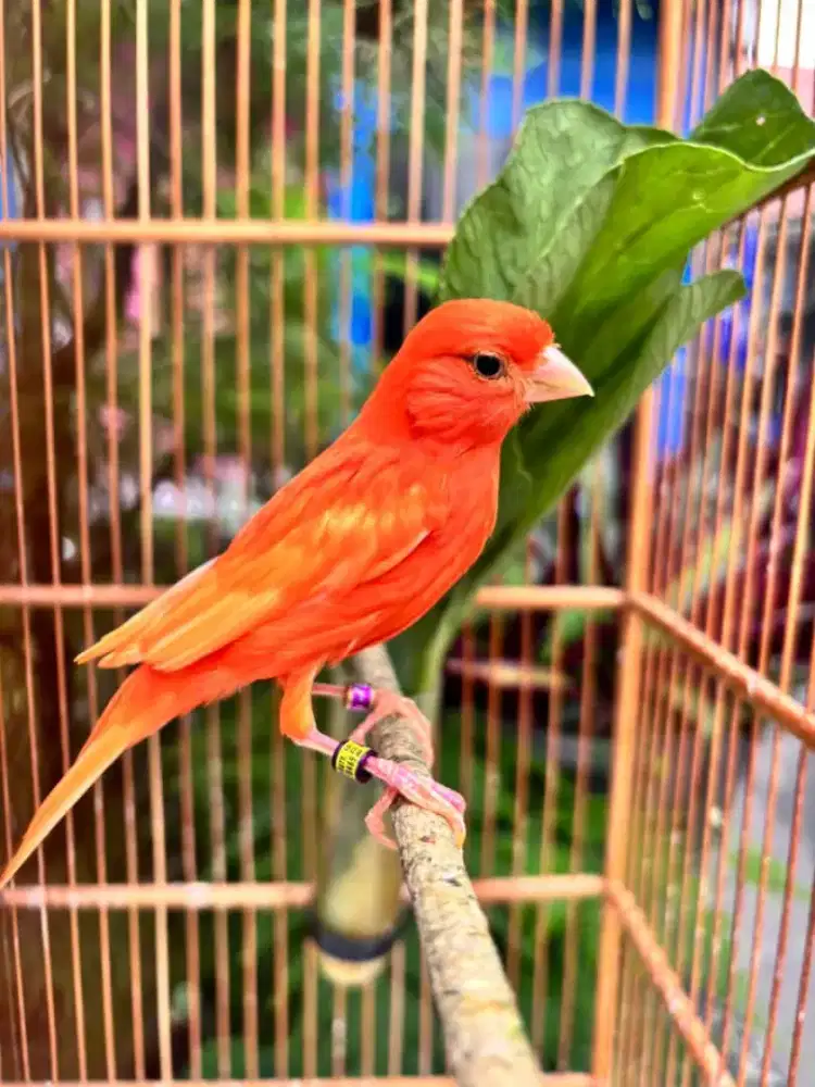 Kenari merlok gacor
