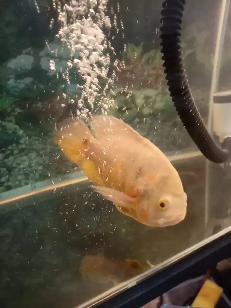Ikan Oscar Hias 5 Jari