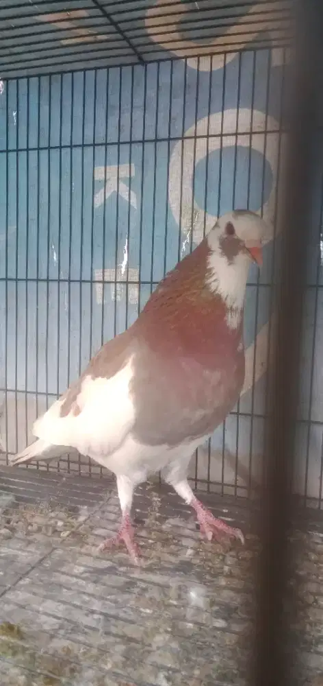 Merpati plontang jinak