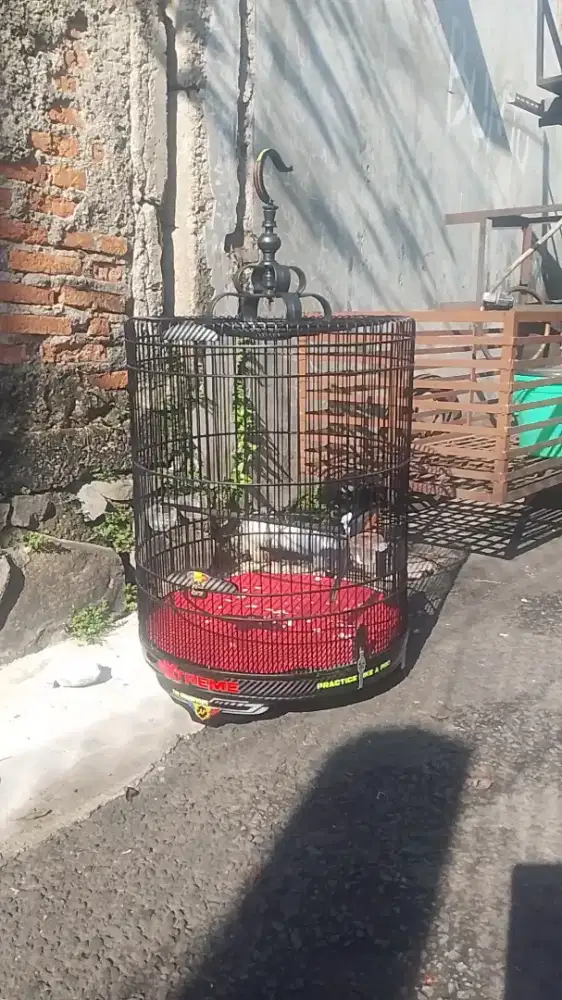 murai batu jalan lapangan