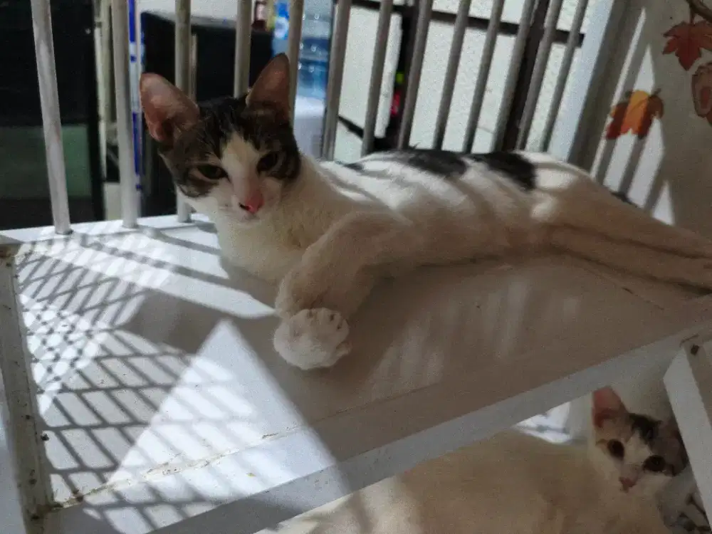 Open adopted anakan kucing
