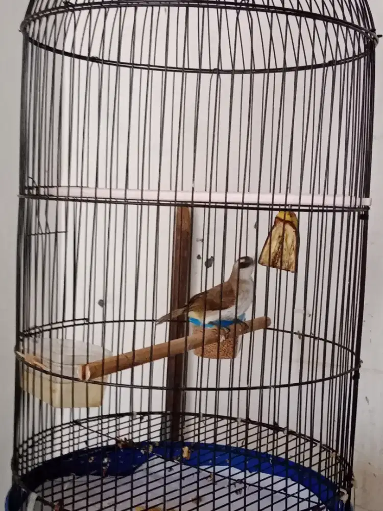 Burung terucuk fullset