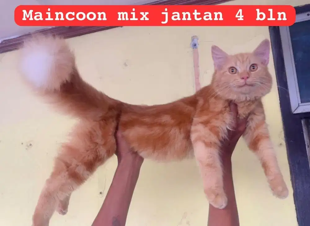 Kucing ras maincoon x persia jantan 4,5 bln