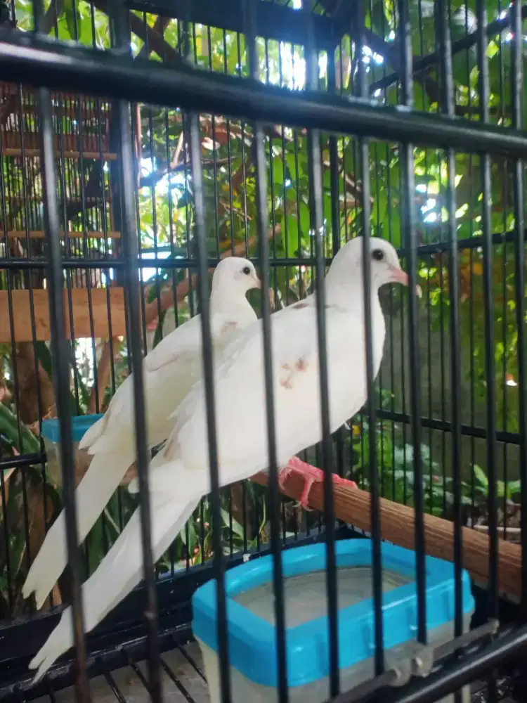 Derkuku putih satu pasang siap.prodak