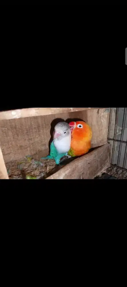 Burung lovebird