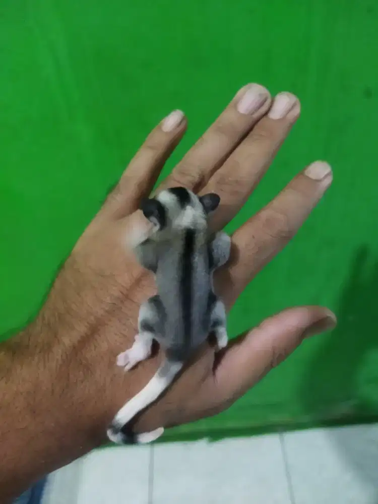 sugar glider ringtell jantan