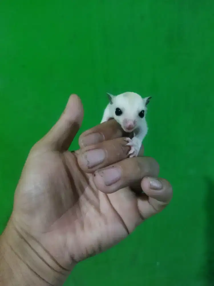 sugar glider platmos betina