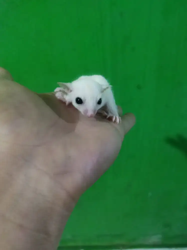 sugar glider leucistik betina