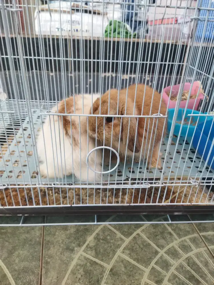 kelinci hollan sepasang