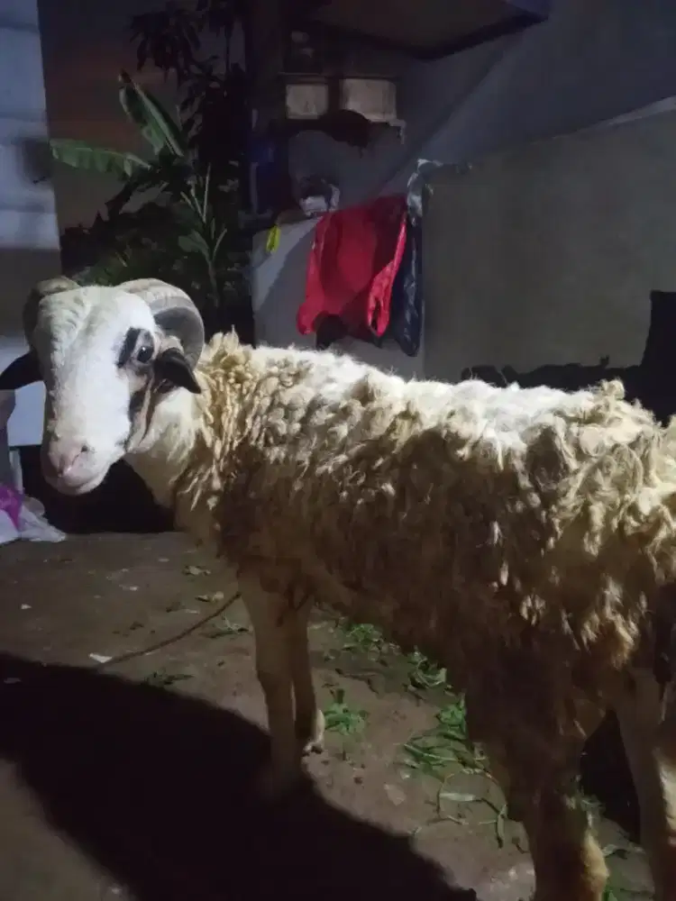 Jual hewan qurban domba