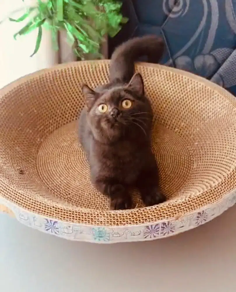 Kucing munchkin bsh british shorthair british short hsir