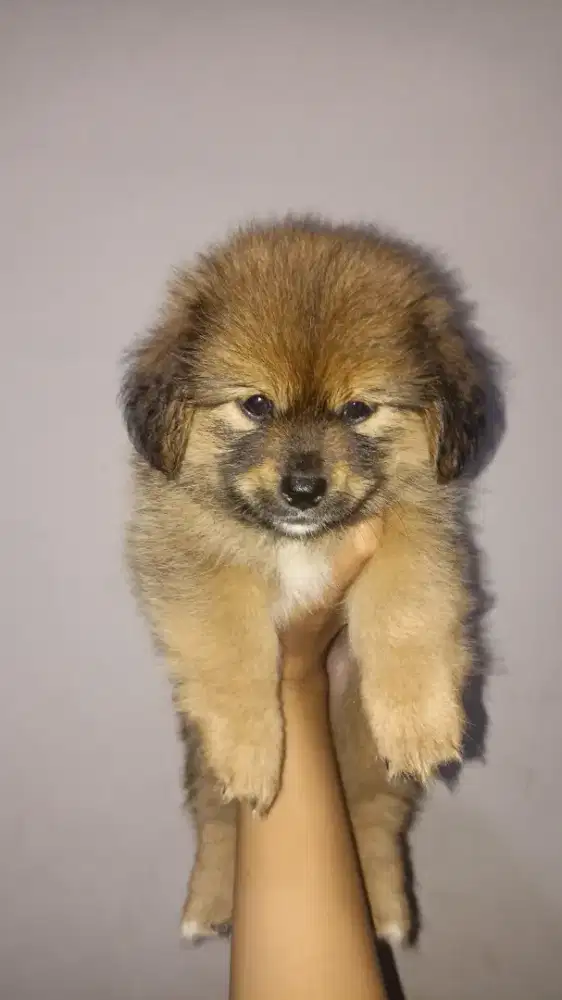 Puppies poodle x pom