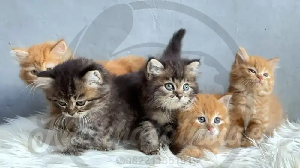 Kucing persia gembul gembul