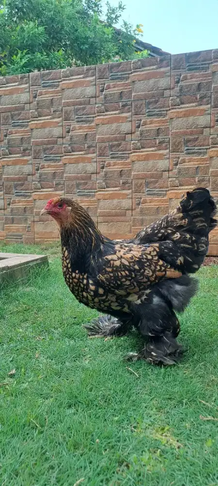 HEWAN LUCU, BRAHMA GOLD LACED