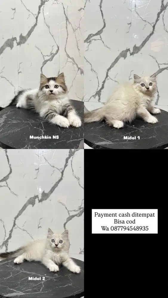 Kucing midol dan munchkin ns