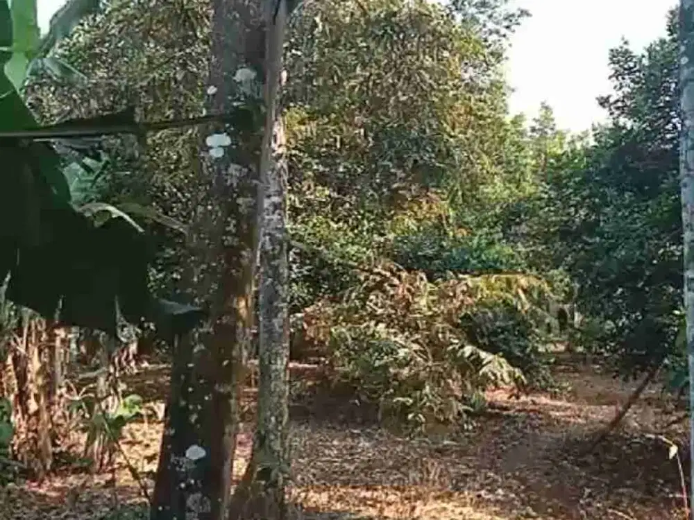 kebun 1260 m2 durian & rambutan 100rb/m2
