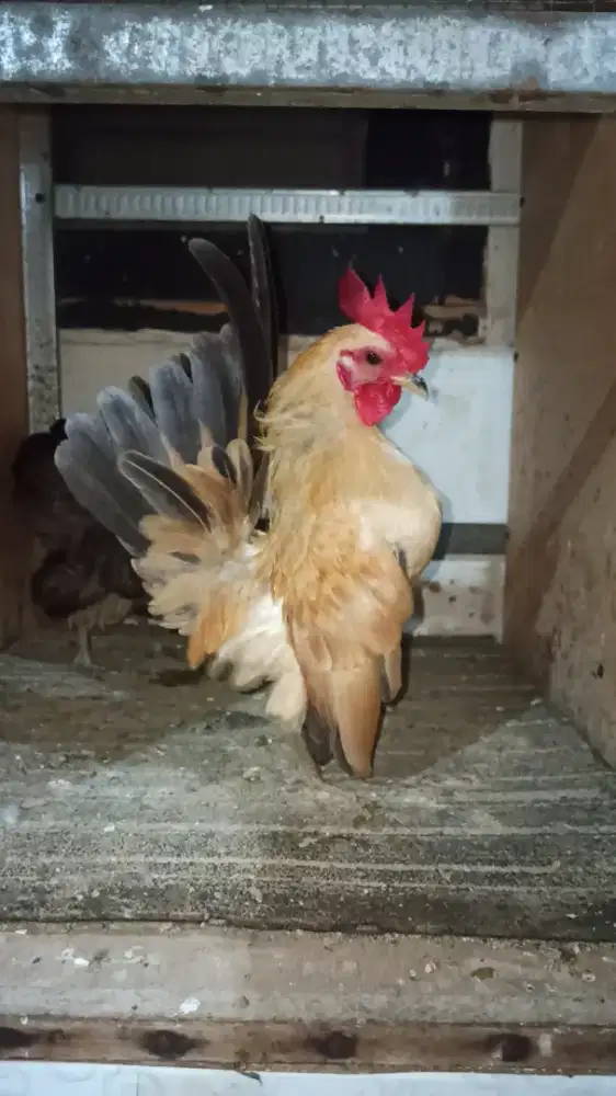 Ayam Serama Jago