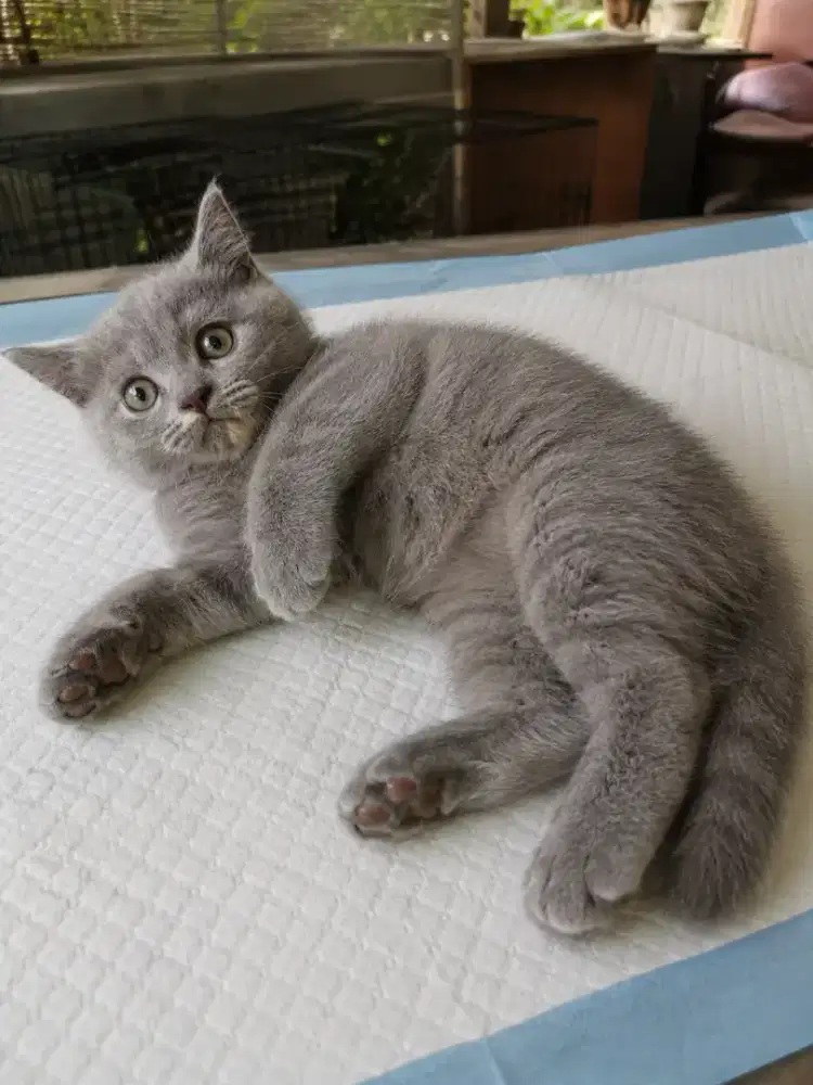 Bsh blue tortie betina