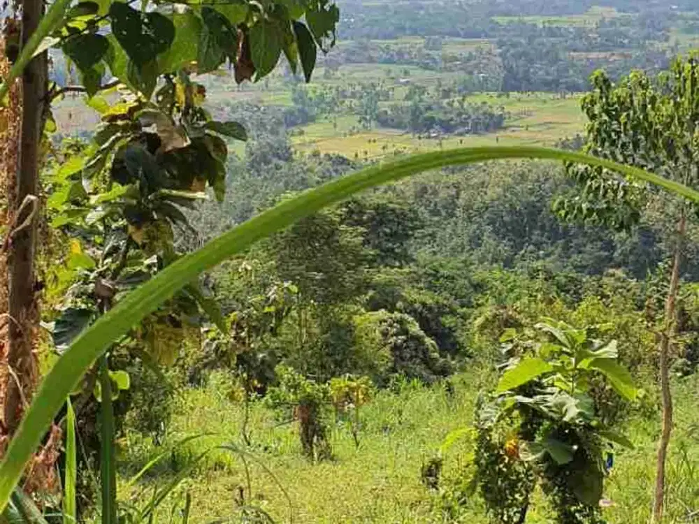 Dijual Tanah daerah Petemon Kidul-Probolinggo dekat Paiton