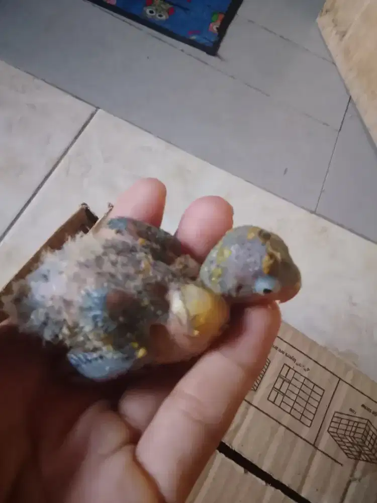 Lovebird lolohan murah