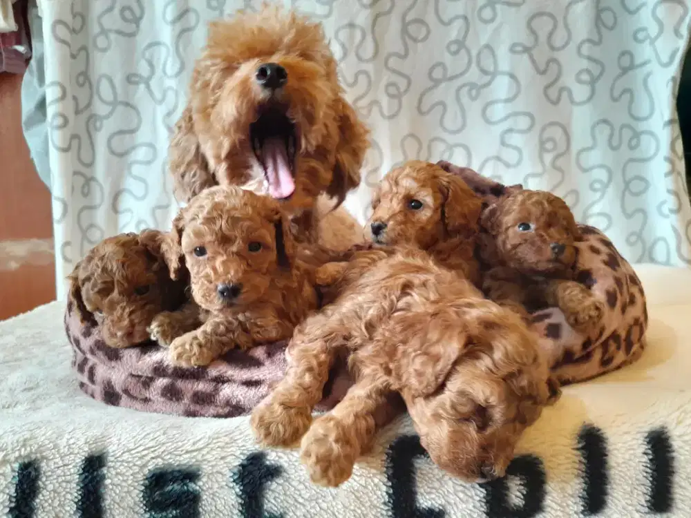 Open Adopt Miniature Poodle Puppies