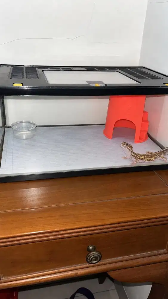 WTS Leopard Gecko + Fullset Aquarium