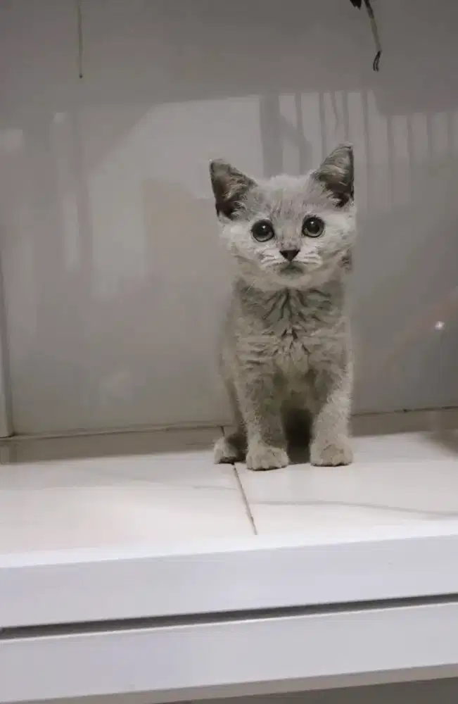Bsh kitten jantan 2.5 bulan